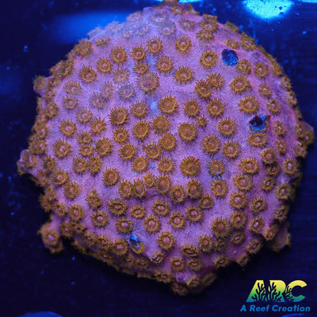 Cherry Red Cyphastrea