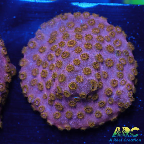 Cherry Red Cyphastrea