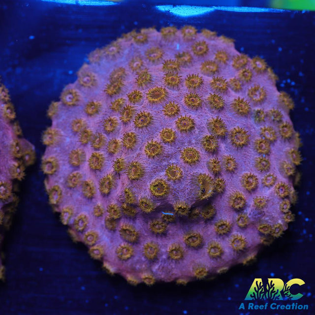 Cherry Red Cyphastrea