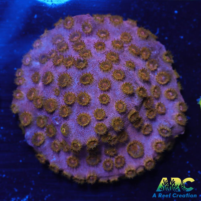 Cherry Red Cyphastrea