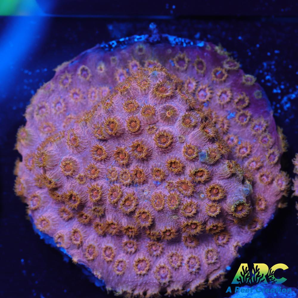 Cherry Red Cyphastrea