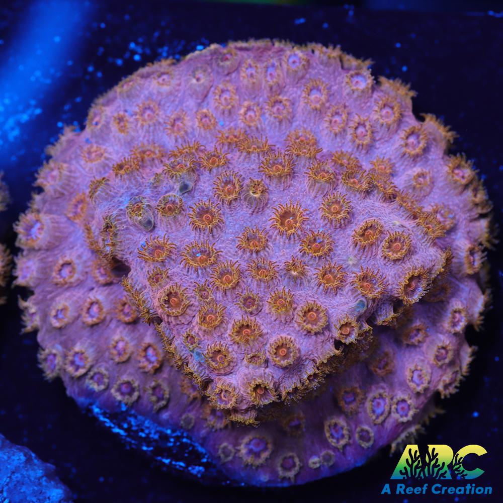 Cherry Red Cyphastrea