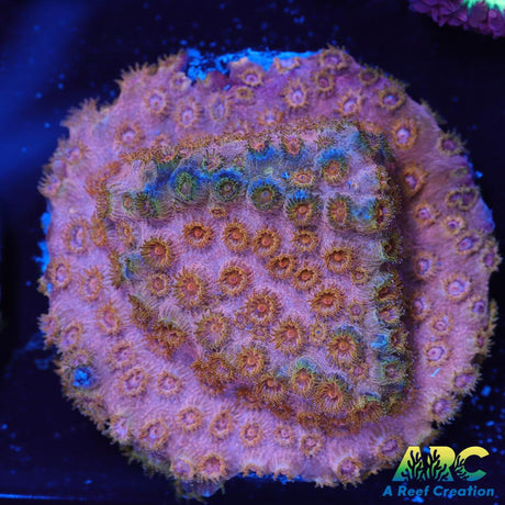 Cherry Red Cyphastrea