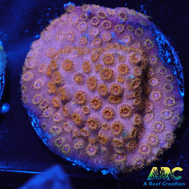 Cherry Red Cyphastrea