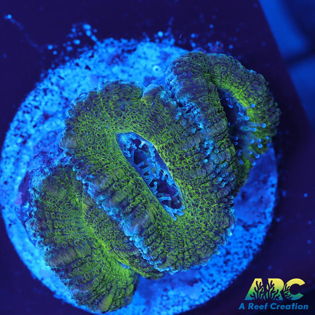 Green Acan