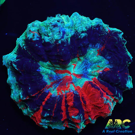 Awesome Acantho