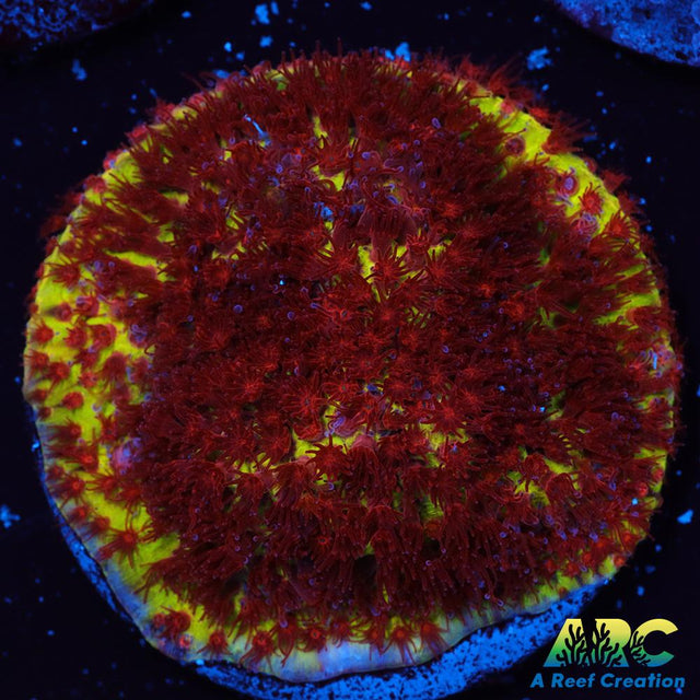 JF Burning Banana Stylo