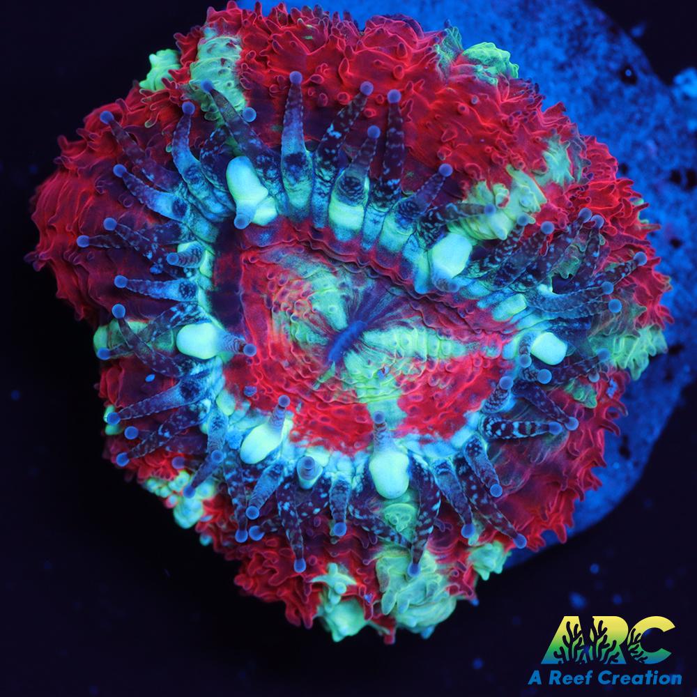 TCK Huge Polyp Acan