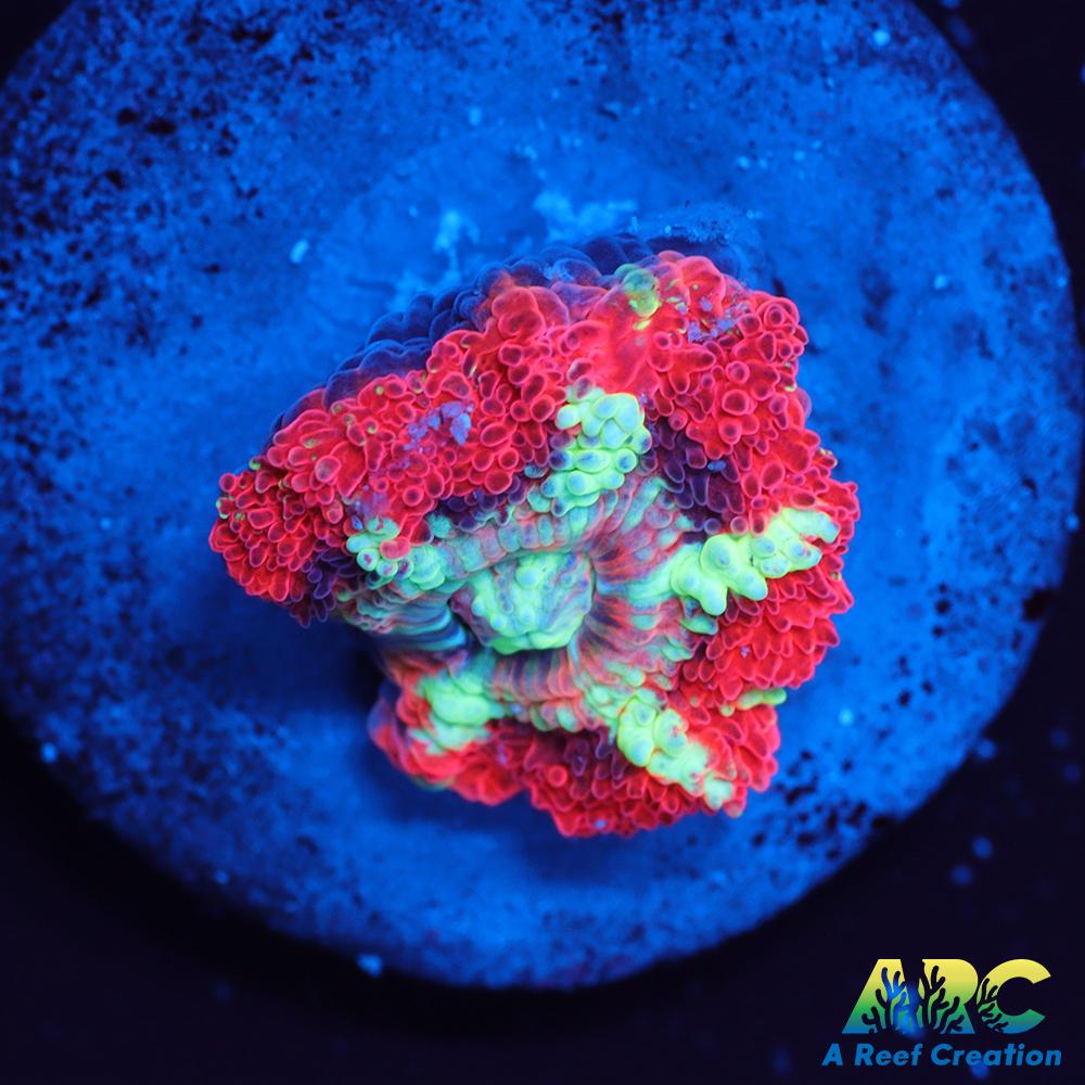 TCK Huge Polyp Acan