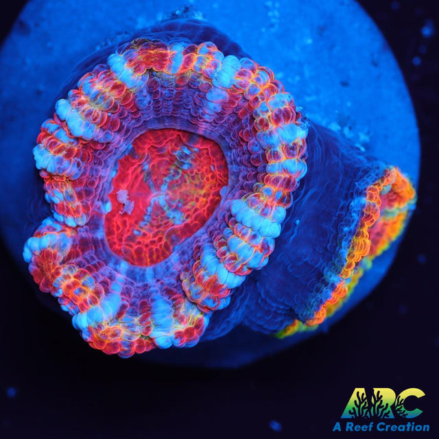 ARC Happy Endings 2.0 Acan