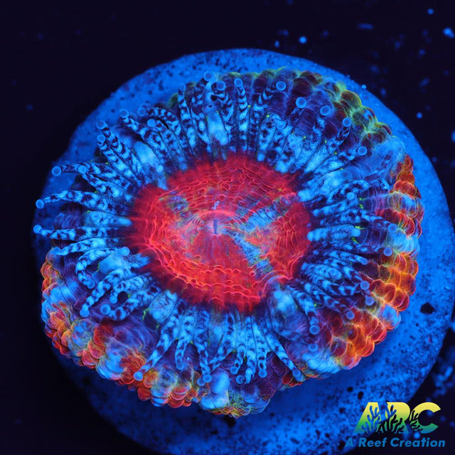 ARC Happy Endings 2.0 Acan