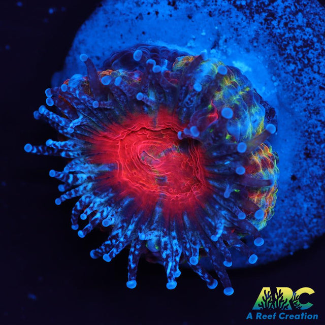 ARC Happy Endings 2.0 Acan