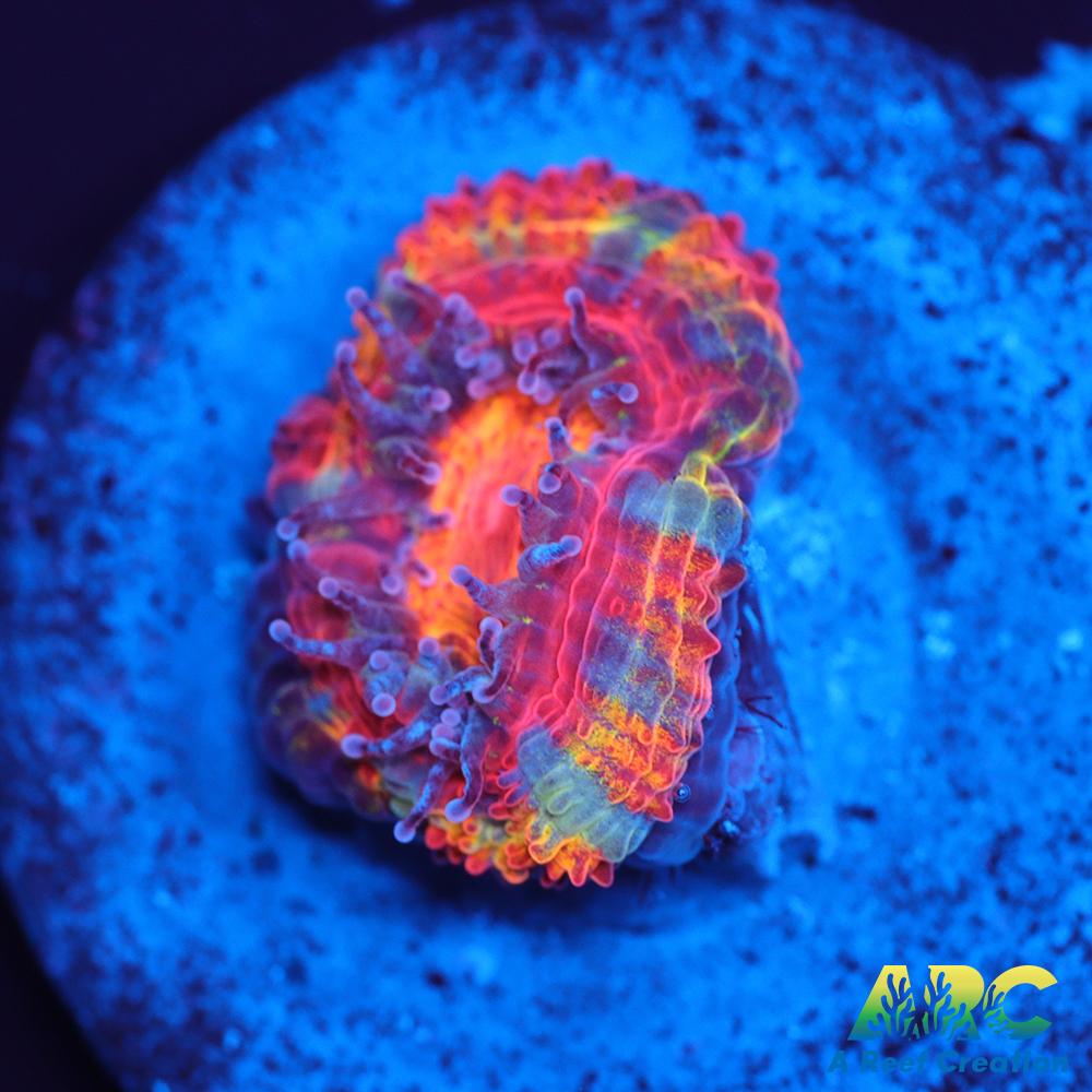 ARC Happy Endings 2.0 Acan