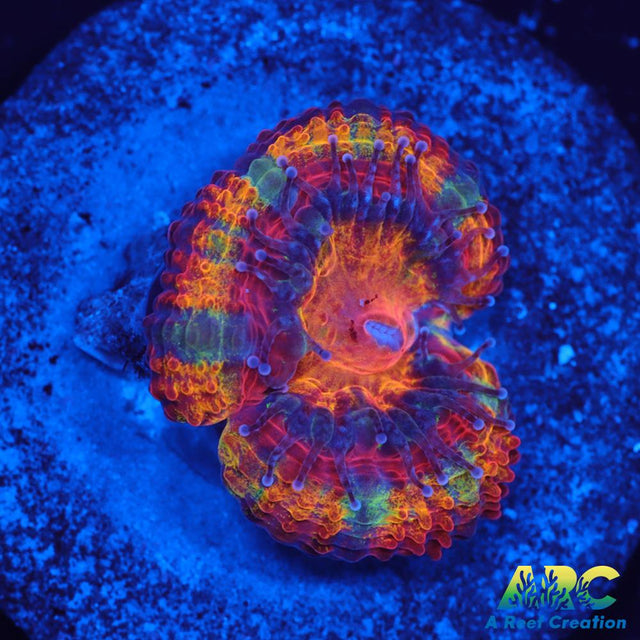 ARC Happy Endings 2.0 Acan