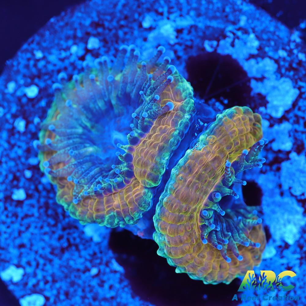 Teal and Gold Acan