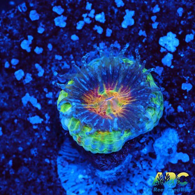 SR Limelight Acan