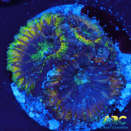 Rebecca's Rastafarian Acan