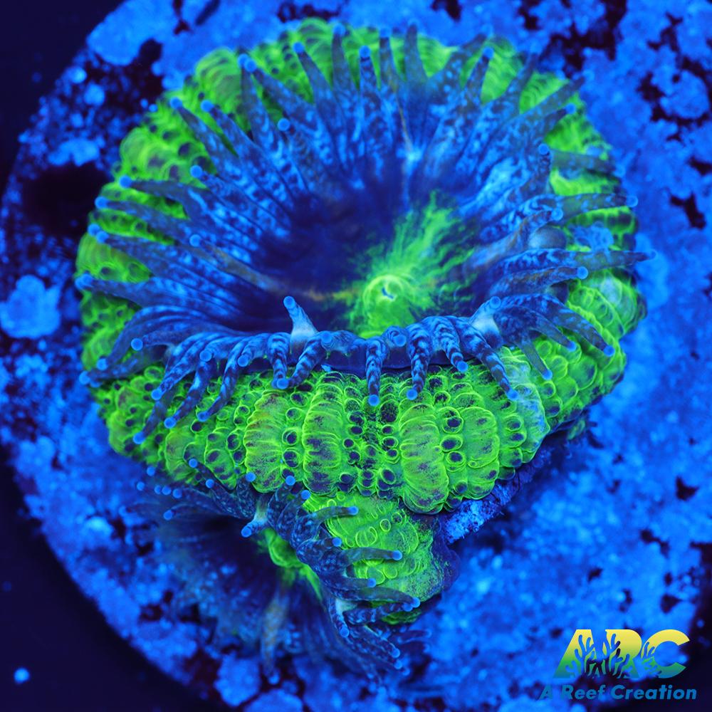 Double Green Acan
