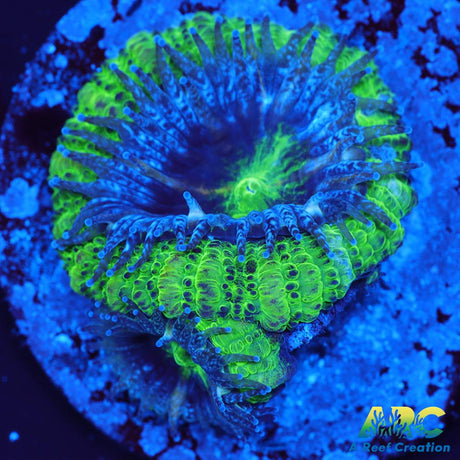 Double Green Acan
