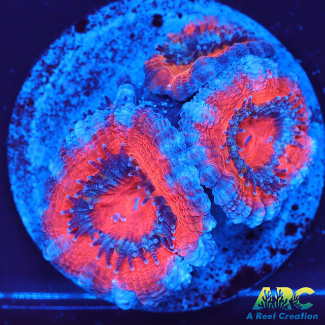 Red and Teal Acan