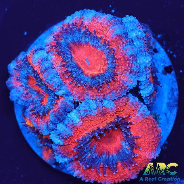 Red and Teal Acan