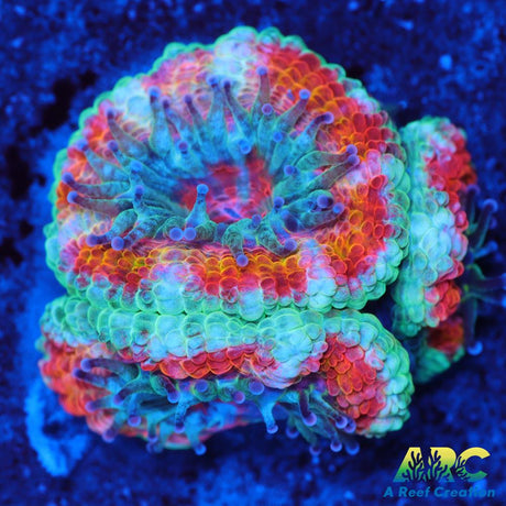 ARC Jolly Rancher Acan