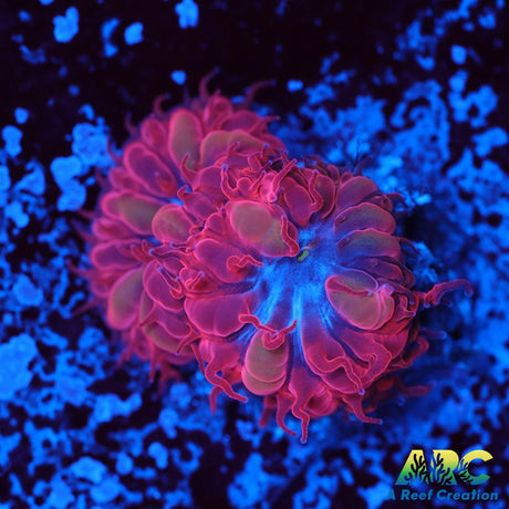 ECC Blue Raven Blasto