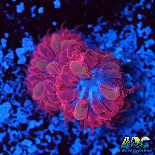 ECC Blue Raven Blasto