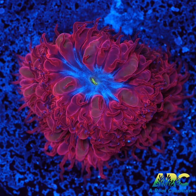 ECC Blue Raven Blasto