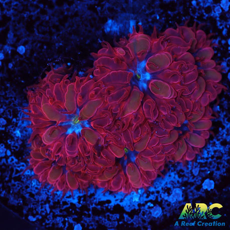 ECC Blue Raven Blasto