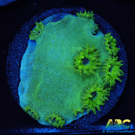 Green Turbinaria