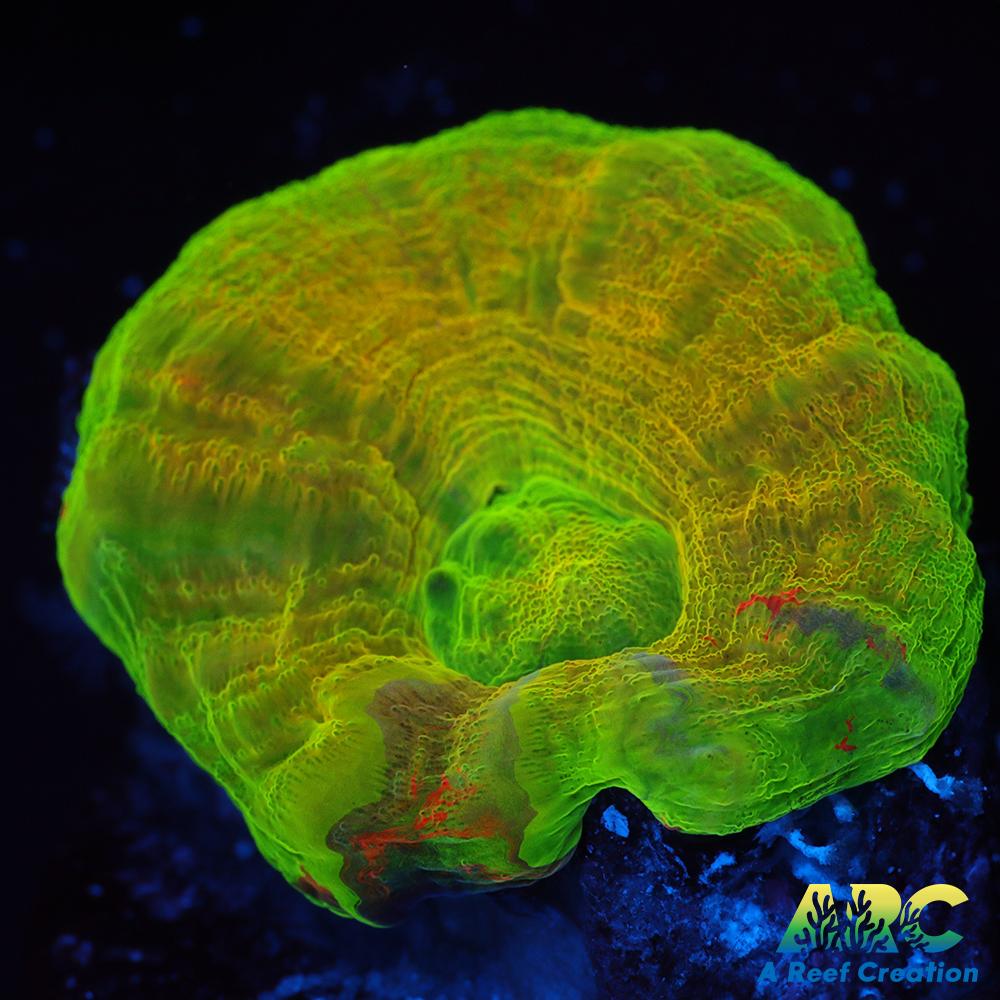 Golden Bleeding Apple Scoly Frag