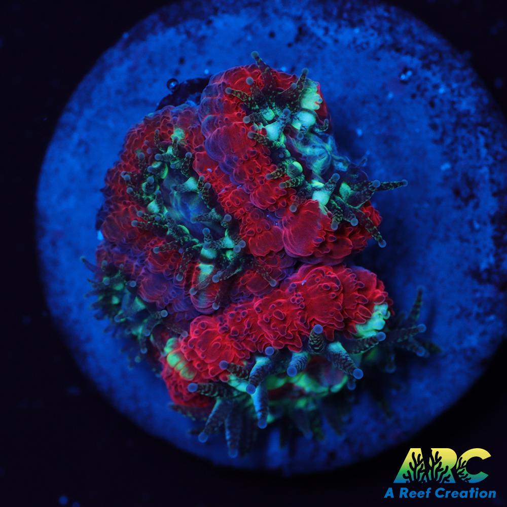 TCK Huge Polyp Acan Frag