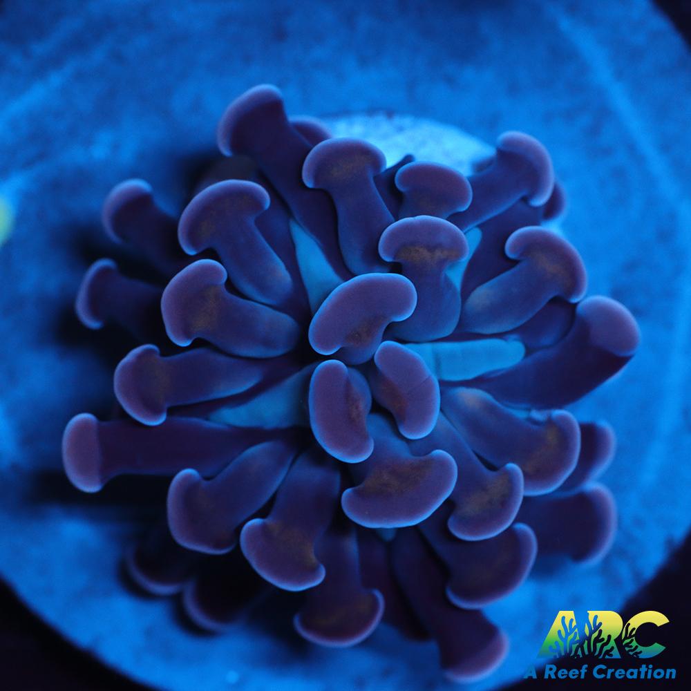 ARC Purple Hammer