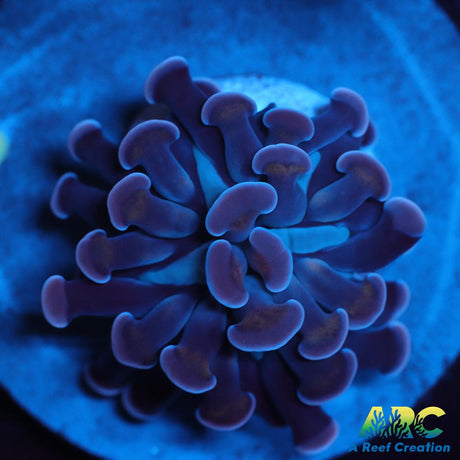 ARC Purple Hammer