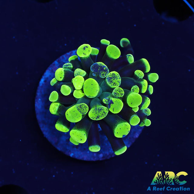 Neon Splatter Hammer