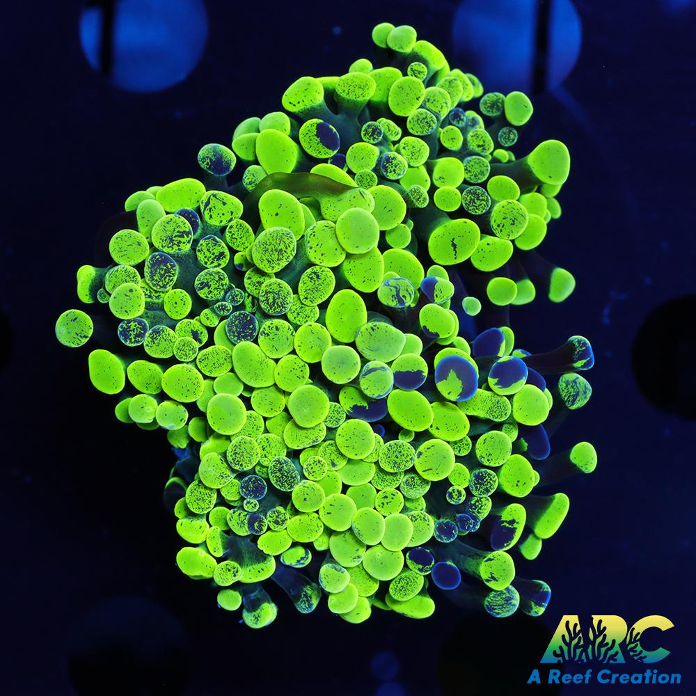 Neon Splatter Hammer