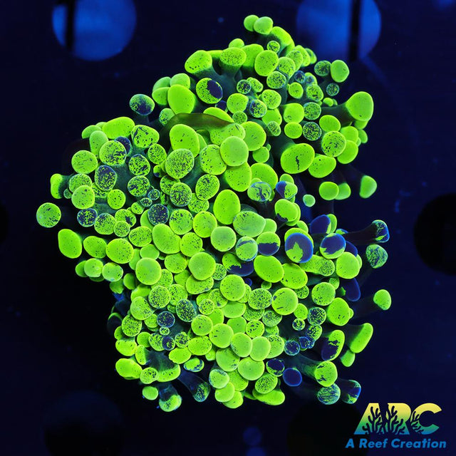 Neon Splatter Hammer