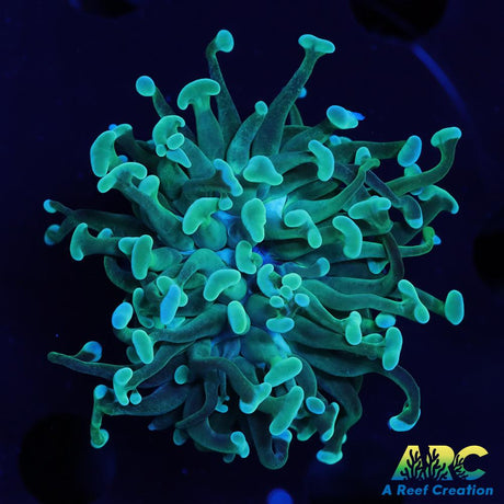ARC Teal Hammer