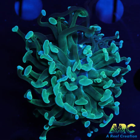 ARC Teal Hammer