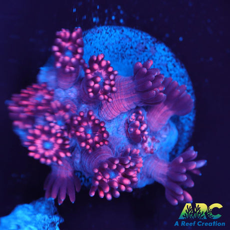Pink Goni