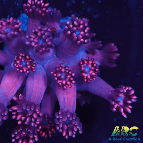 Pink Goni