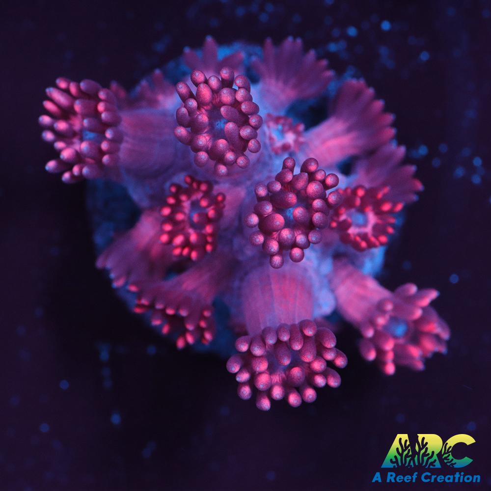 Pink Goni