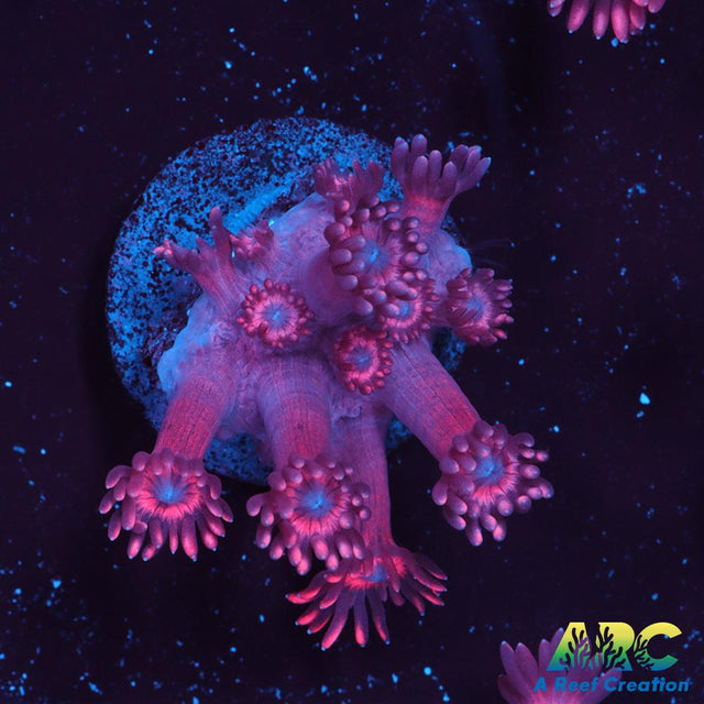 Pink Goni