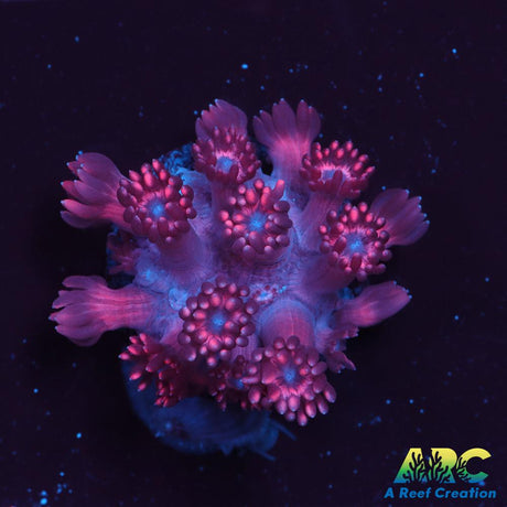 Pink Goni