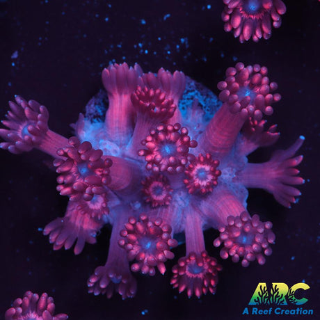Pink Goni