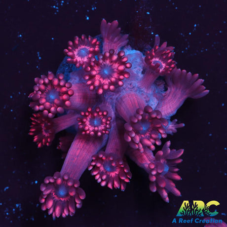 Pink Goni