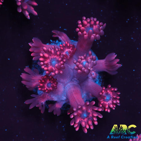Pink Goni