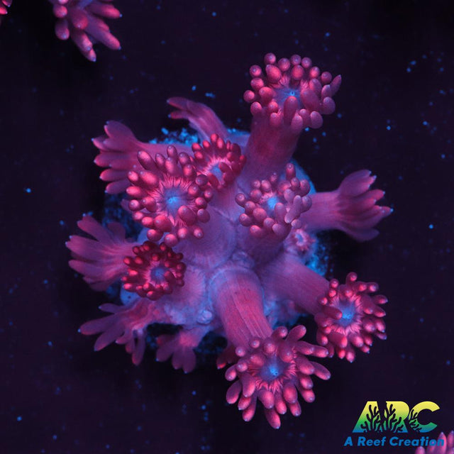 Pink Goni