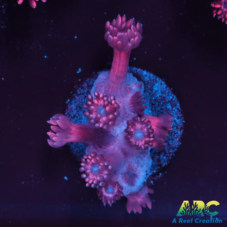 Pink Goni